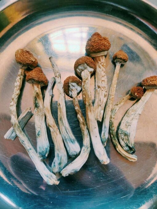 Magic Mushrooms Online In Europe