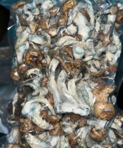 Buy Magic mushrooms in Lisbon, Portugal Image