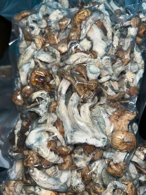 Buy Magic mushrooms in Lisbon, Portugal Image