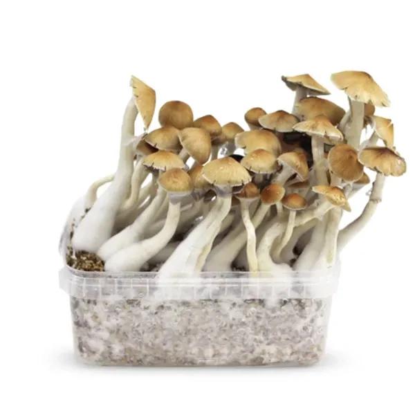 Buy Magic Mushroom Online in Europe